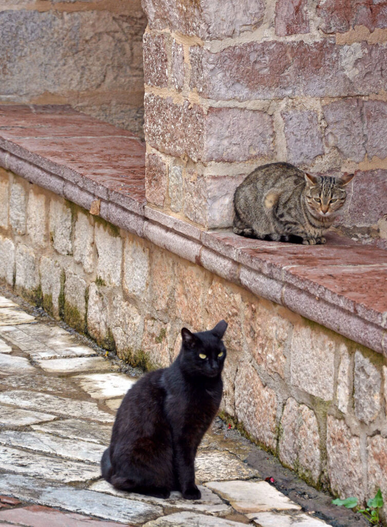 Kotor Cats